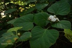 Clerodendrum philippinum